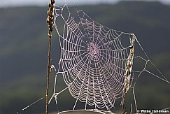 spiderweb080807 942