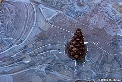 Frozen Water Pine Cone 021316 3208