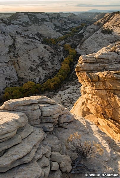Boulder Cottonwoods 102417 3994