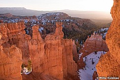 Bryce Canyon Tree 020215 7850