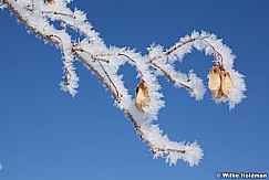 Frosty Branches 021613 1155