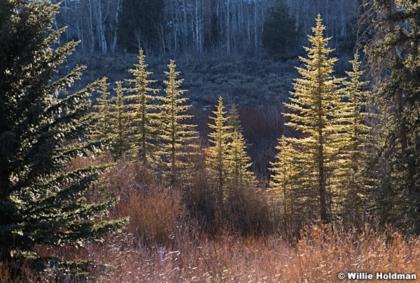 Highlighted Pines Uintas 120121 7708 2