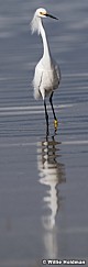 White Egret Utah Lake 042320 8698