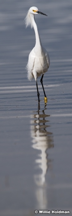 White Egret Utah Lake 042320 8698