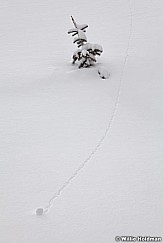 Snow Ball 032313 2891