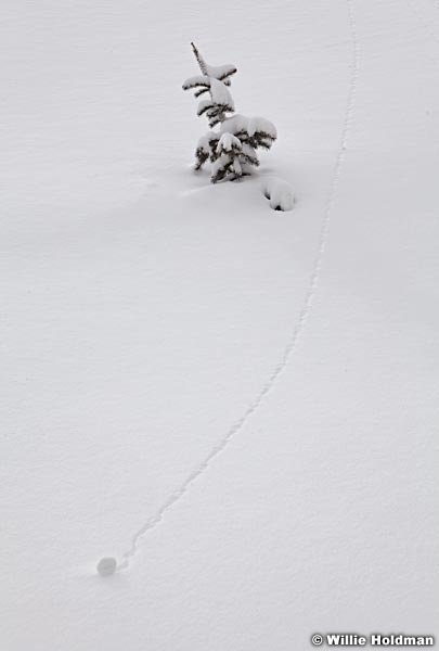 Snow Ball 032313 2891