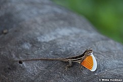 Anolis Lizard Mexico 062416 9857