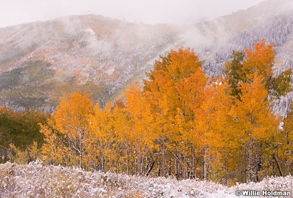 Orange Aspens 100413 7722