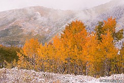Orange Aspens 100413 7722