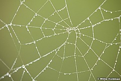 Spider Web Dew 82813 2