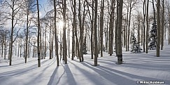 Aspens Backlit 030117 7676