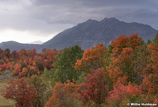 Timpanogos Cirque 092819 3446 4