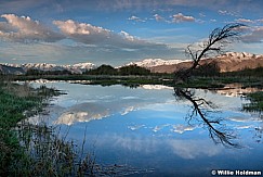 Pondsprovorivertree051511