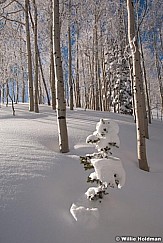 powderaspens012810 0602