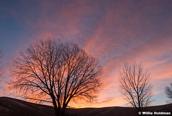 Pink Sunset with Tree 111916 5 1