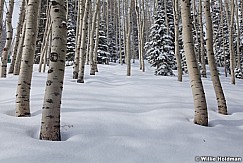 Aspen Winter Shadow 041312 94