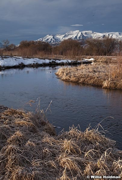 Timpanogos Grass Stream 030613 1481