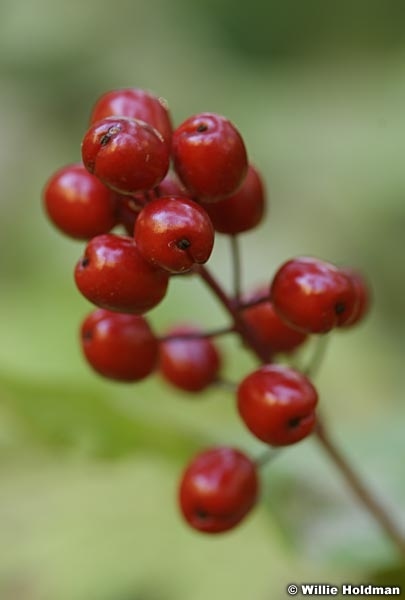 redberries092008 3567