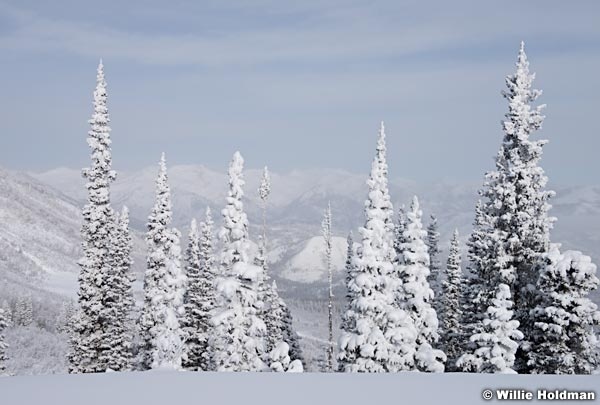 Timpanogos Winter Pines 123015 1743 3