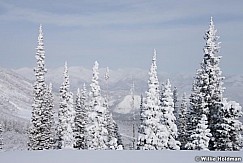 Timpanogos Winter Pines 123015 1743 3