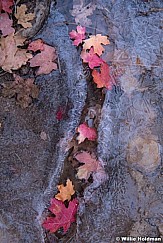 Maple Leaves in Ice 110519 3780 3780