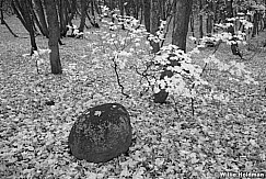 MaplerockBW102410 6763