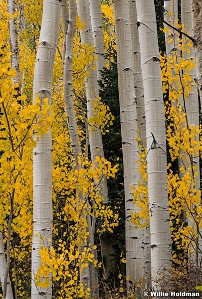 Bright Yellow Aspen Trunks 092621 5203