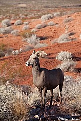 Bighorn Sheep Nevada 011113 436