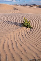Sand Dune Daisy 082518 7402 3