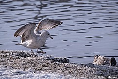 Seagulls Frsoty Shore 022118 3151