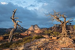 Gnarly Trees Zion 031520 5116