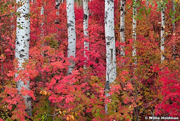 White Aspens Among Maples 092012