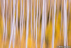 Yellow Aspens Imressionistic 26