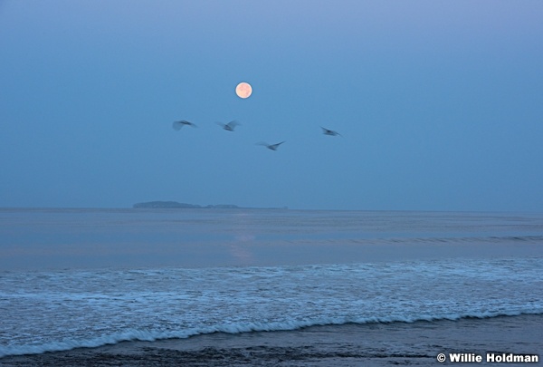 Mexico Ocean Moon 062016 5795