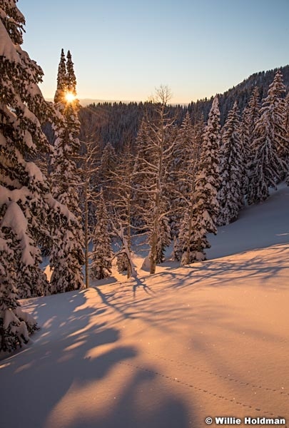 Sunrise Winter Pines 011417 0992
