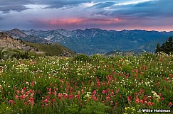 Purple Skies Sunrise Wildflowers 081923 6849 2