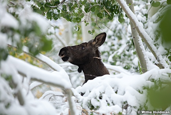 Cow Moose Calf 100611 314