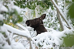 Cow Moose Calf 100611 314