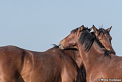 Two Friends Mustangs 051621 9650