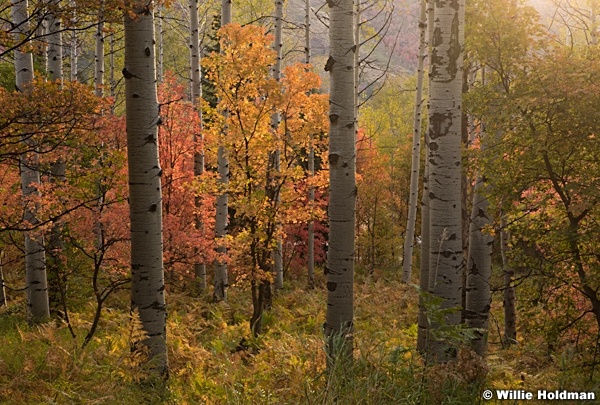 Autumn SAspens Maples 092016 3
