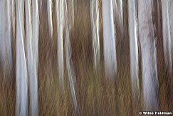 Aspenabstract101910 6031