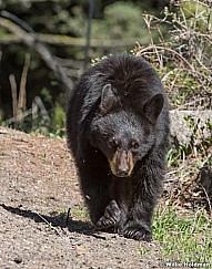 Black Bear Cub 050817 39181