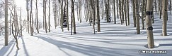 Aspen Winter Shadows 030117 7726