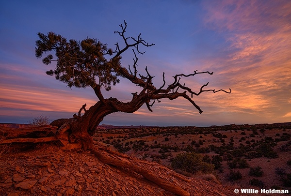 Sunrise Juniper Capitol Reef 011326 2953