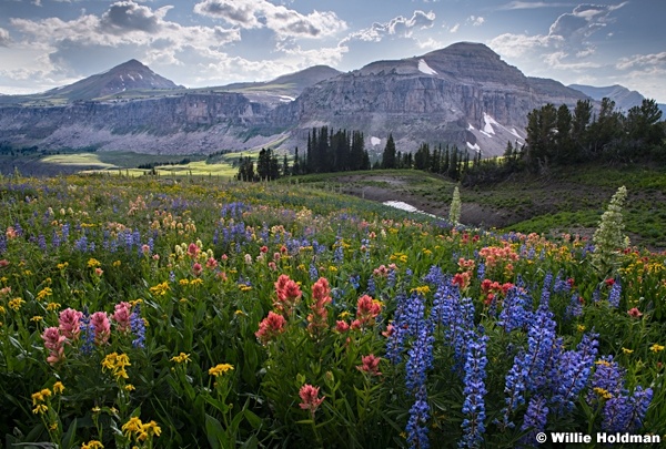 Grand Teton Wildflowers Sharp080919 9822 3