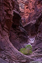 Lone Tree Grand Canyon 040314 2402