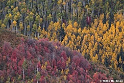 Red Maples Yellow Aspens 100121 7366