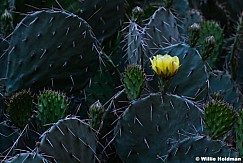 Prickly Pear Yellow Flower 050726 420