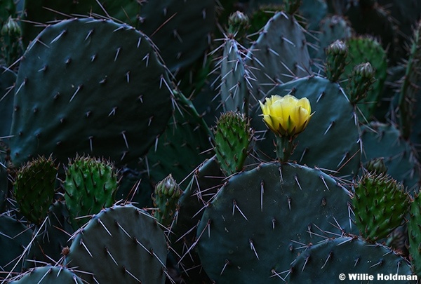 Prickly Pear Yellow Flower 050726 420