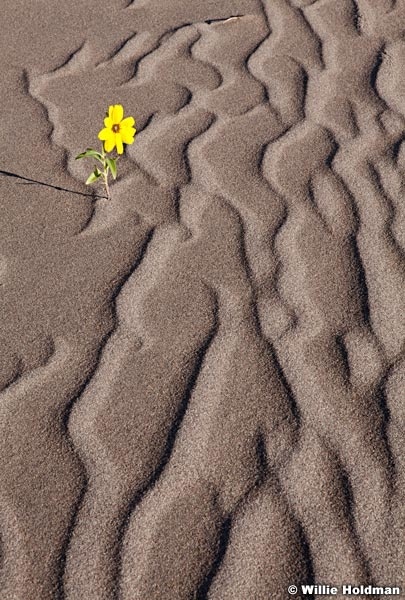 Dunepatterns082711 327
